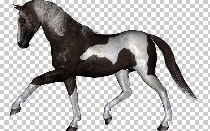 Stallion PhotoFiltre Mustang PNG, Clipart, Animal, At Resimleri, Beyaz, Beyaz At, Beyaz At Resimleri Free PNG Download
