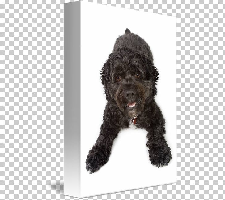 Barbet Cockapoo Schnoodle Portuguese Water Dog Spanish Water Dog PNG, Clipart, Carnivoran, Cockapoo, Cocker Spaniel, Dog, Dog Breed Free PNG Download