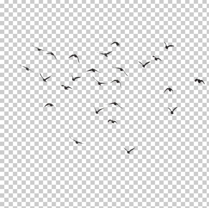 Bird PNG, Clipart, Angle, Animal Migration, Animals, Area, Beak Free PNG Download