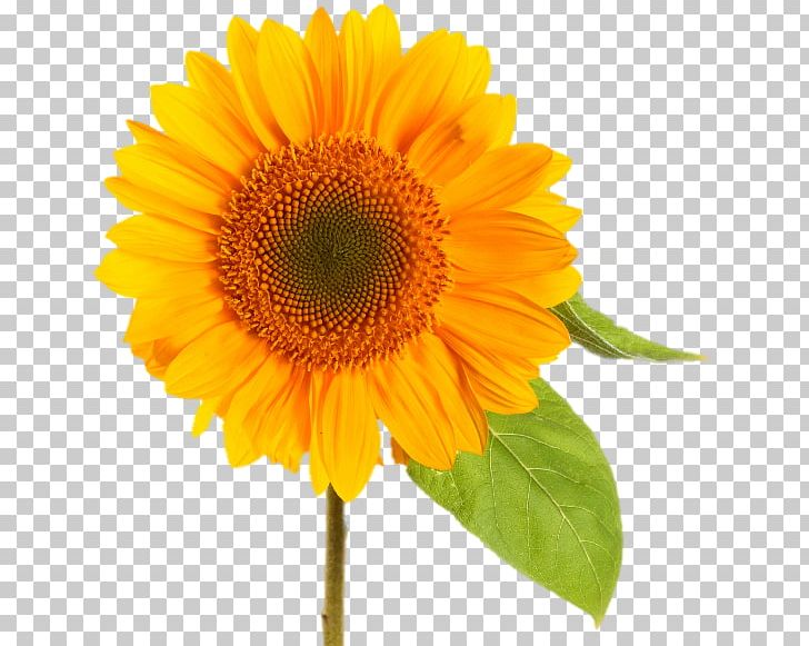 Common Sunflower Desktop PNG, Clipart, Annual Plant, Asterales, Aycicegi, Common Sunflower, Computer Icons Free PNG Download