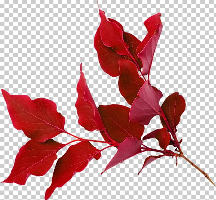 Red Color Purple PNG, Clipart, Art, Branch, Clothing, Color, Drawing Free PNG Download