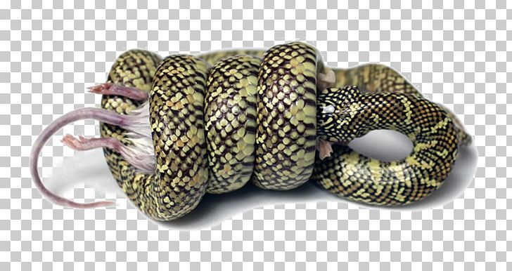 Snake Constriction PNG, Clipart, Animals, Background, Background Size, Carpet Python, Constriction Free PNG Download