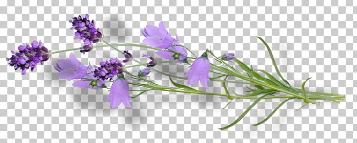 Violet Flower Lilac Lavender PNG, Clipart, Bellflower Family, Clip Art, Color, Cut Flowers, Flora Free PNG Download