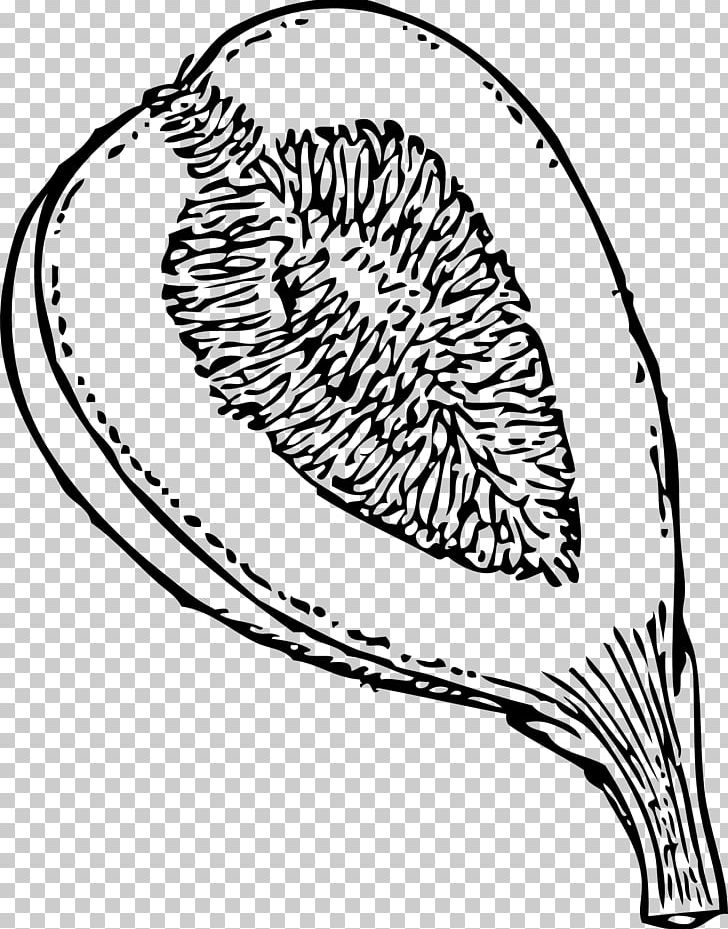Common Fig Drawing PNG, Clipart, Area, Artwork, Black And White, Color, Coloring Book Free PNG Download