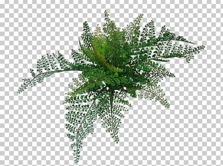 Fern Tree Vascular Plant Wood Flower PNG, Clipart, Artificial Flower, Branch, Burknar, Fern, Ferns And Horsetails Free PNG Download