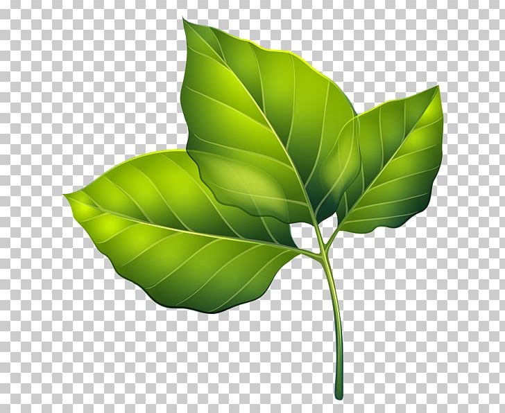 Leaf PNG, Clipart, Desktop Wallpaper, Green, Leaf, Photography, Photosynthesis Free PNG Download