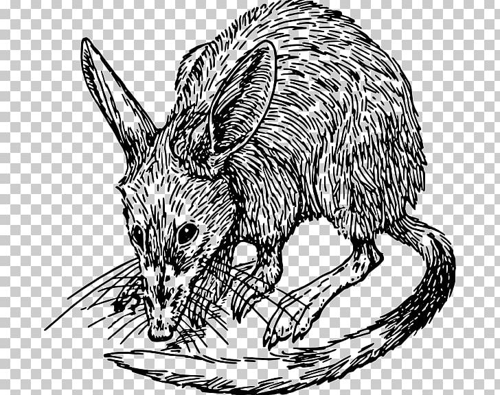 Rat Drawing Bandicoot PNG, Clipart, Animals, Artwork, Bandicoot, Black And White, Carnivoran Free PNG Download
