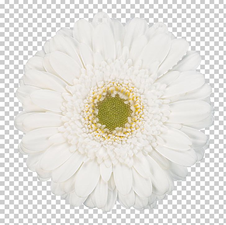 Transvaal Daisy Flower White Photography PNG, Clipart, Asterales, Chrysanths, Color, Common Daisy, Cut Flowers Free PNG Download