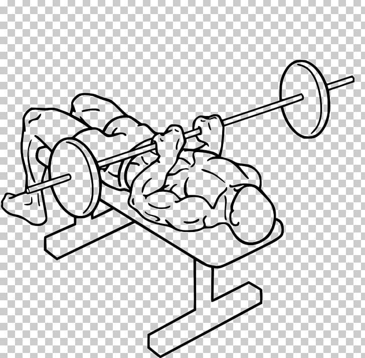 Bench Press Triceps Brachii Muscle Barbell Exercise PNG, Clipart, Angle, Area, Arm, Art, Bench Free PNG Download