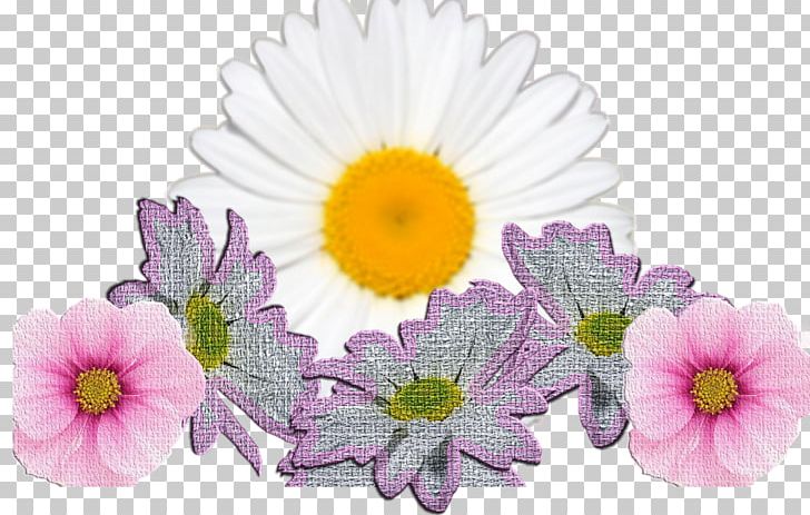 Cut Flowers Transvaal Daisy Internet Floral Design PNG, Clipart, Annual Plant, Aster, Bcecc, Chrysanthemum, Chrysanths Free PNG Download