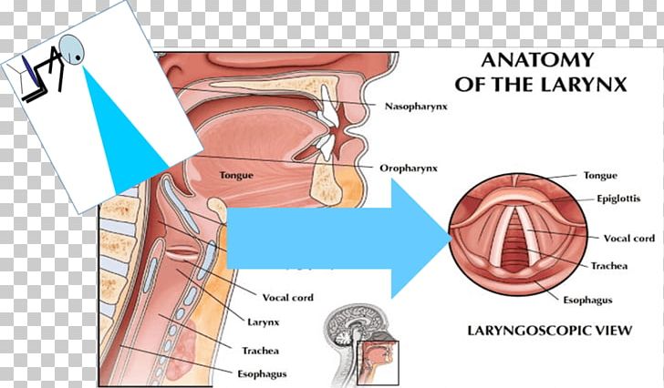 Mucus Pharynx Cough Phlegm Anatomy PNG, Clipart, Anatomy, Angle, Area, Cough, Diagram Free PNG Download