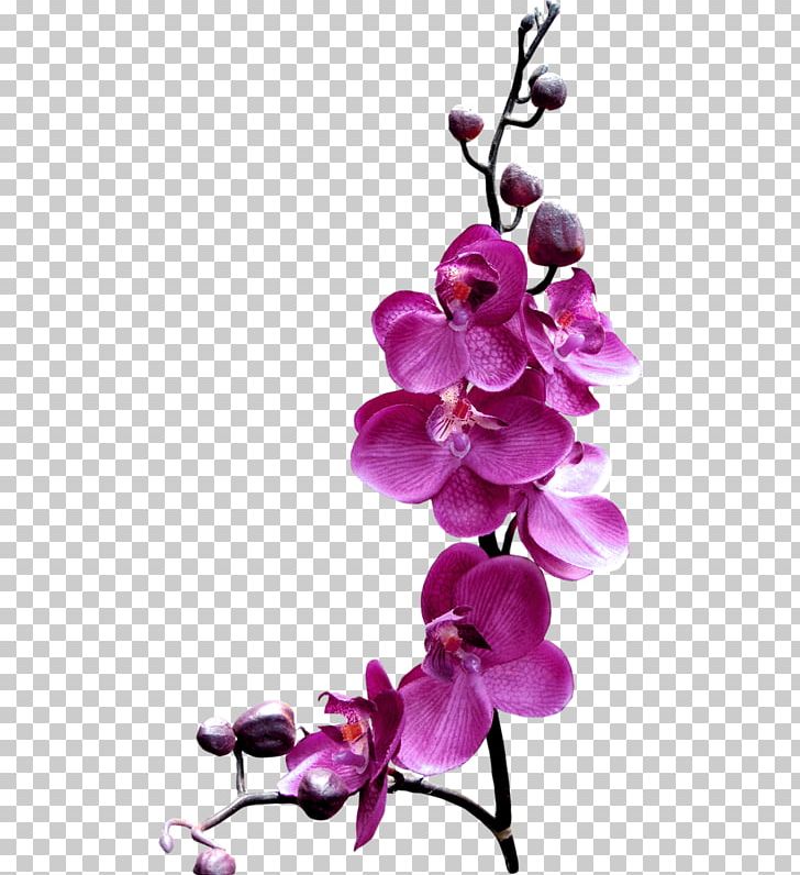 Flower Orchids Stock.xchng PNG, Clipart, Artificial Flower, Blossom, Branch, Butterfly, Floristry Free PNG Download