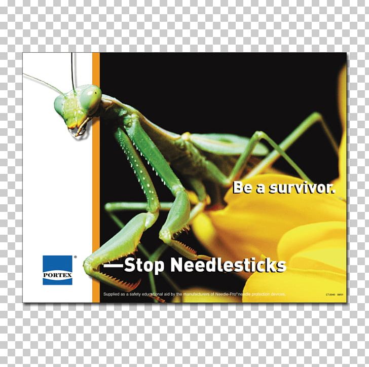 Insect Mantis Grasshopper Phasmids Blog PNG, Clipart, Animals, Blog, Cockroach, Garden Club, Grasshopper Free PNG Download