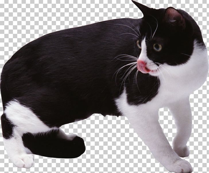 Manx Cat European Shorthair American Wirehair Japanese Bobtail Black Cat PNG, Clipart, Animal, Animals, Carnivoran, Cat Like Mammal, Domestic Shorthaired Cat Free PNG Download