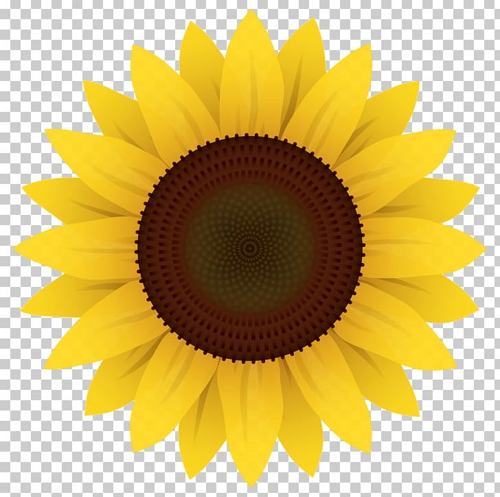 Common Sunflower PNG, Clipart, Asterales, Circle, Clip Art, Cliparts, Closeup Free PNG Download