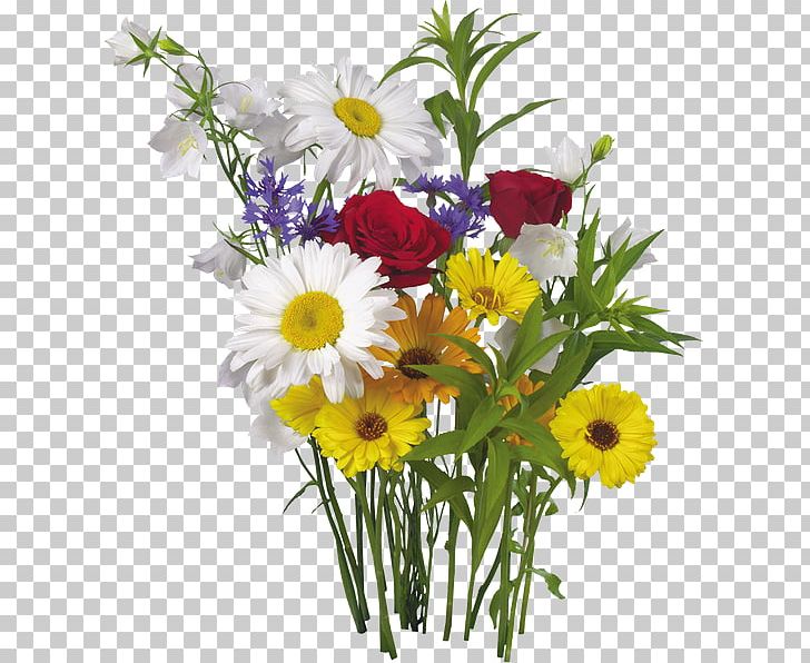 Flower Desktop Plant Transvaal Daisy PNG, Clipart, Annual Plant, Artificial Flower, Aster, Chrysanthemum, Chrysanths Free PNG Download