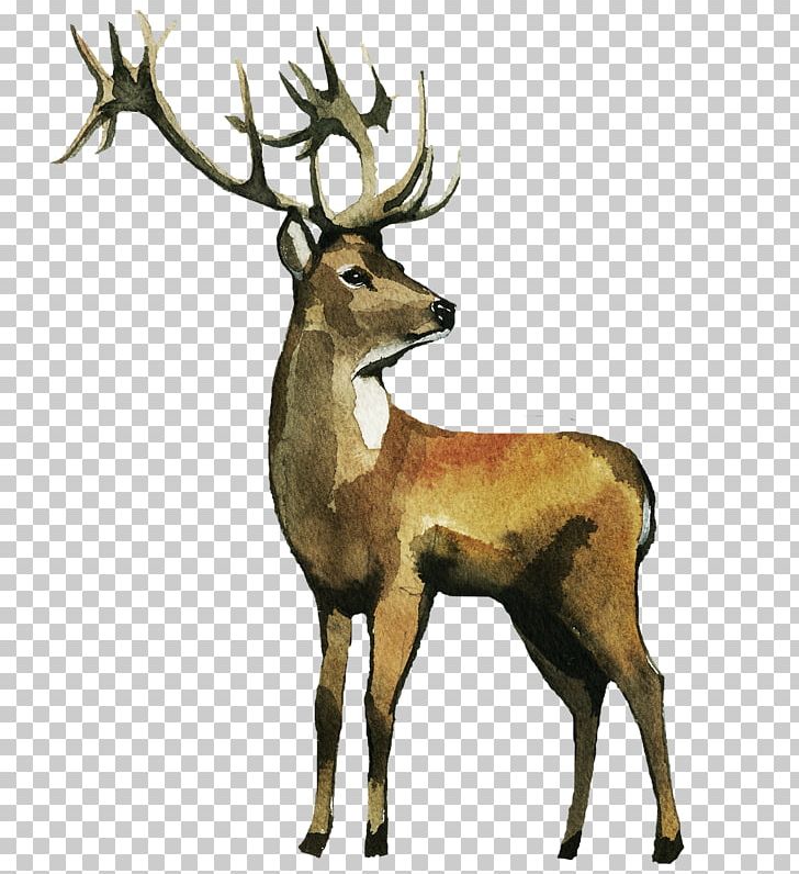 Reindeer Watercolor Painting Elk PNG, Clipart, Animals, Antler, Art, Christmas Watercolor, Deer Free PNG Download