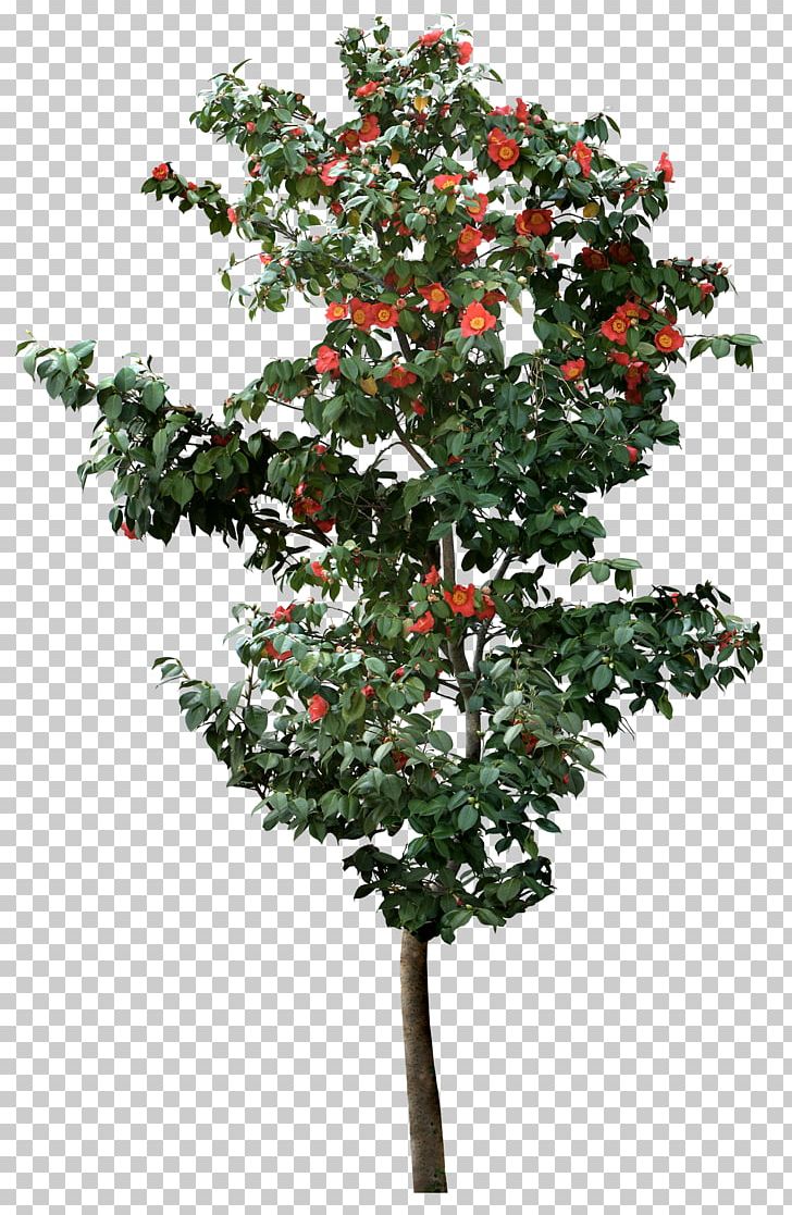 Tree Viburnum Plicatum PNG, Clipart, Aquifoliaceae, Branch, Computer Software, Evergreen, Flower Free PNG Download