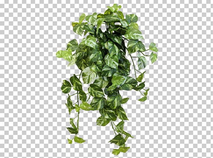Amazon.com JMC Floral Devil's Ivy Spring Greens Flowerpot PNG, Clipart, Amazoncom, Customer, Devils Ivy, Flowerpot, Green Free PNG Download