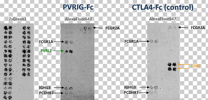 Immune Checkpoint Immune System Retrogenix Immunotherapy Cell PNG, Clipart, Angle, Cell, Dna Microarray, Door, Door Handle Free PNG Download