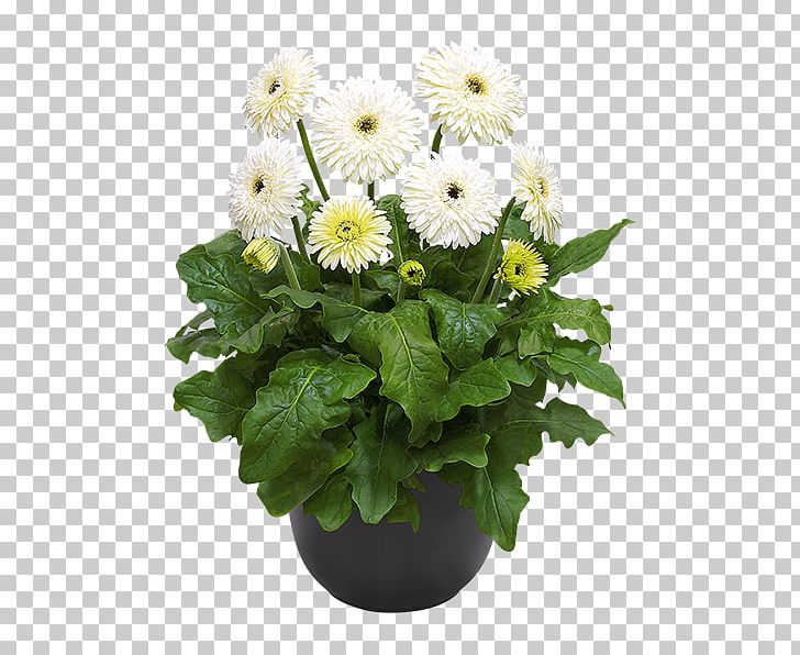 Transvaal Daisy Flowerpot Chrysanthemum Cut Flowers Plant PNG, Clipart, Annual Plant, Aster, Chrysanthemum, Chrysanths, Cut Flowers Free PNG Download
