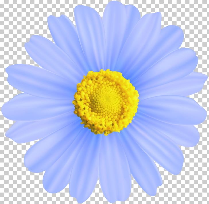 Chamomile PNG, Clipart, Aster, Blue, Chamomile, Chrysanths, Daisy Free PNG Download