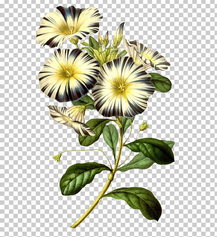 Flower Maxx Marshall Horticulture Morning Glory Art PNG, Clipart,  Free PNG Download