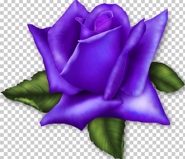 Garden Roses Flower PNG, Clipart, Blue, Closeup, Cut Flowers, Desktop Wallpaper, Flower Free PNG Download