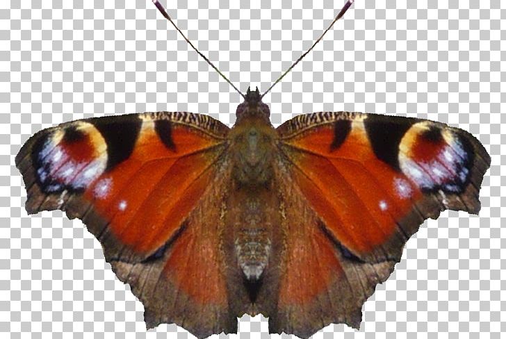 Monarch Butterfly Pieridae Moth Brush-footed Butterflies PNG, Clipart, Arthropod, Brush Footed Butterflies, Brush Footed Butterfly, Butterflies And Moths, Butterfly Free PNG Download