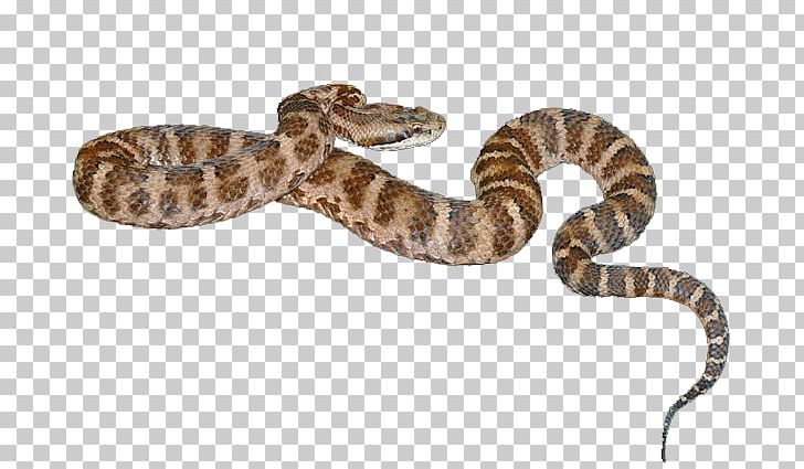 Rattlesnake Vipers Venomous Snake Agkistrodon PNG, Clipart, Animals, Boa Constrictor, Boas, Cobra, Elaphe Free PNG Download