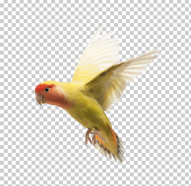 Rosy-faced Lovebird Parrot Yellow-collared Lovebird Domestic Pigeon PNG, Clipart, Animals, Beak, Bird, Bird Flight, Common Pet Parakeet Free PNG Download