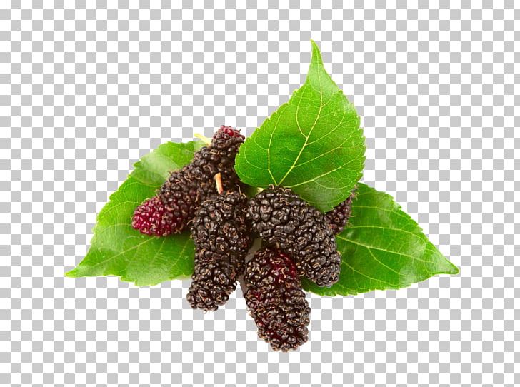 Blackberry Red Mulberry Black Mulberry Euclidean PNG, Clipart, Auglis, Banana Leaves, Berry, Comp, Fall Leaves Free PNG Download