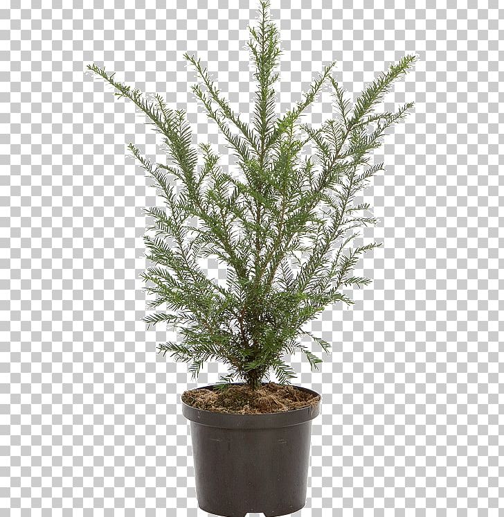 English Yew Evergreen Spruce Flowerpot Fir PNG, Clipart, Branch, Centimeter, Conifer, Cypress Family, English Yew Free PNG Download