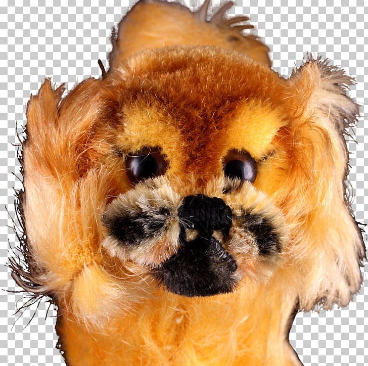 Pomeranian Puppy Dog Breed Companion Dog Canidae PNG, Clipart, 50 S, 60s, Animal, Animals, Breed Free PNG Download