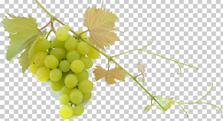 Sultana Common Grape Vine Balsamic Vinegar Mediterranean Cuisine PNG, Clipart, Alamy, Balsamic Vinegar, Cognac, Common Grape Vine, Food Free PNG Download