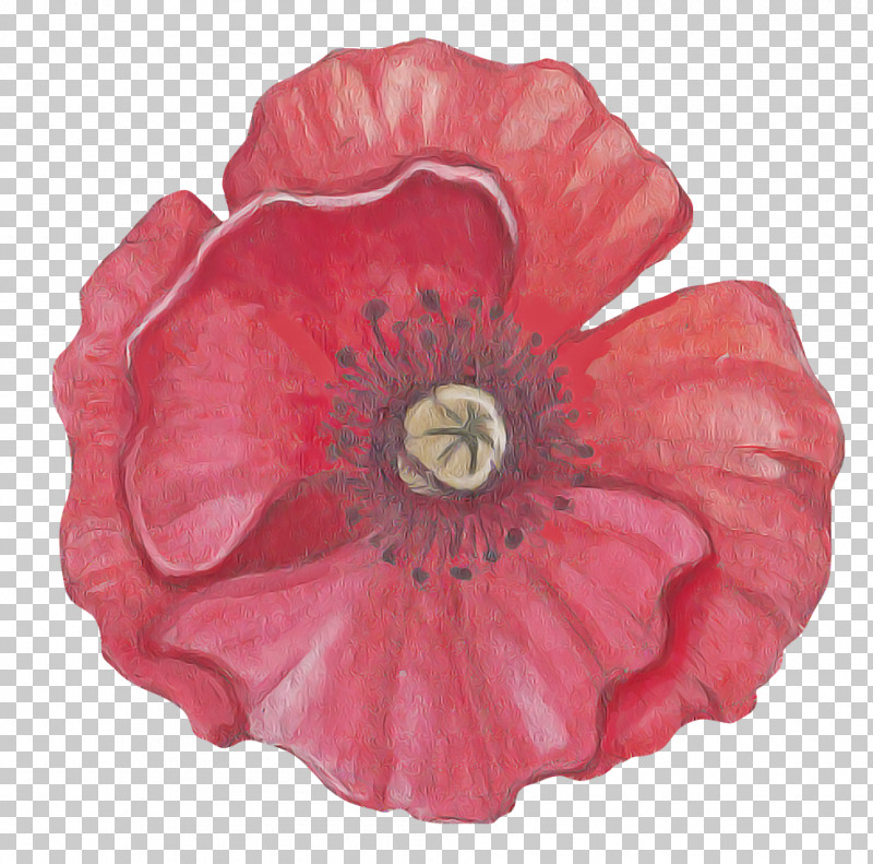 Pink Petal Red Flower Oriental Poppy PNG, Clipart, Anemone, Coquelicot, Corn Poppy, Flower, Morning Glory Free PNG Download