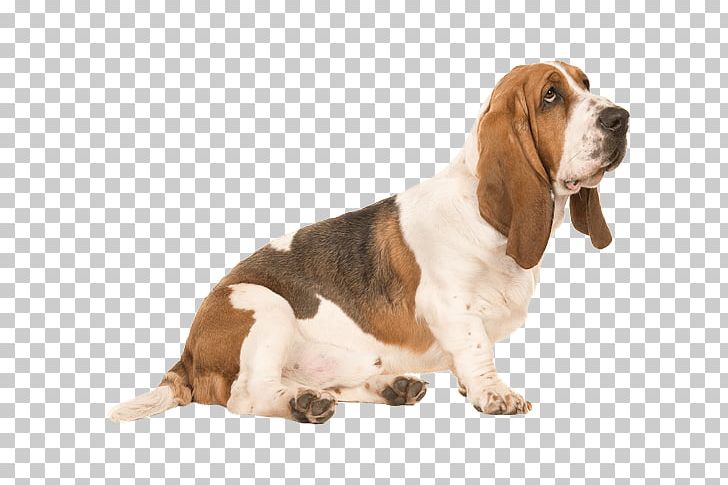 Basset Hound Puppy Greyhound Dachshund PNG, Clipart, Basset Artesien Normand, Basset Hound, Breed, Carnivoran, Companion Dog Free PNG Download