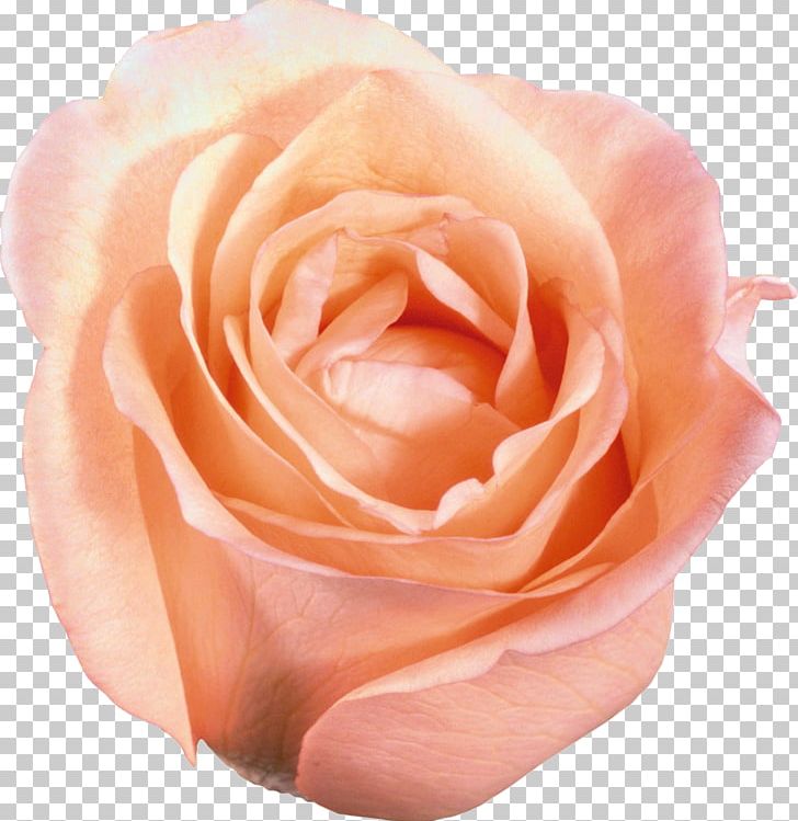 Flower Garden Roses PNG, Clipart, China Rose, Closeup, Creativity, Cut Flowers, Desktop Wallpaper Free PNG Download