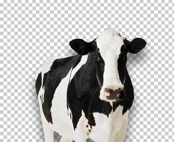 Holstein Friesian Cattle Standee Cow Tipping Cardboard Dairy Cattle PNG, Clipart, Advertising, Calf, Canvas, Cardboard, Cattle Free PNG Download