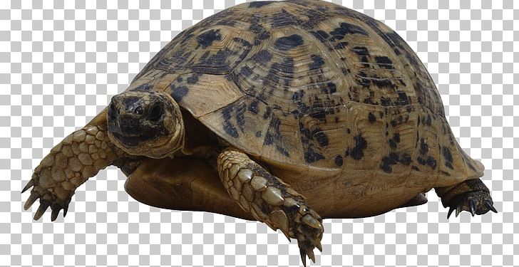 Turtle Reptile Tortoise PNG, Clipart, Animals, Box Turtle, Box Turtles, Chelydridae, Common Snapping Turtle Free PNG Download