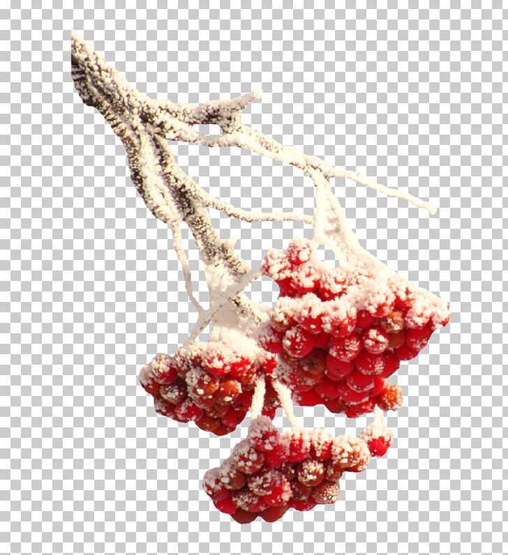 Winter Snow Branch PNG, Clipart, Berry, Branch, Branches, Cranberry, Food Free PNG Download