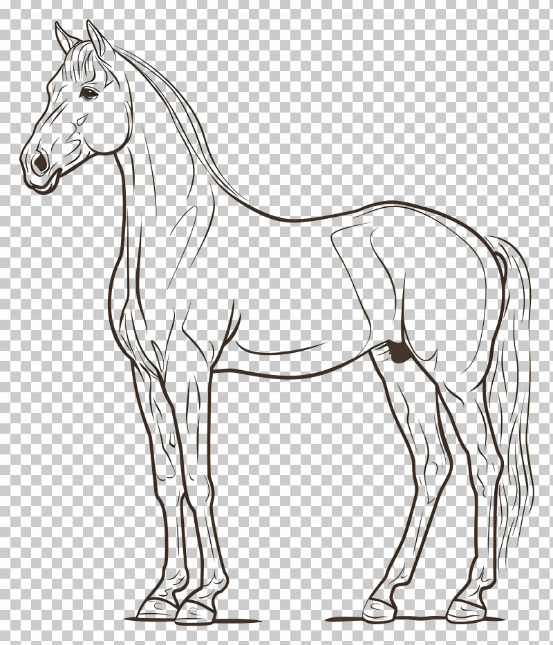 Outline Horse - Elegant Horse Line Drawing PNG