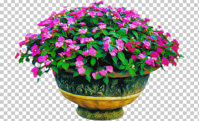 Flower Flowerpot Houseplant Annual Plant Shrub PNG, Clipart, Annual Plant, Biology, Flower, Flowerpot, Houseplant Free PNG Download