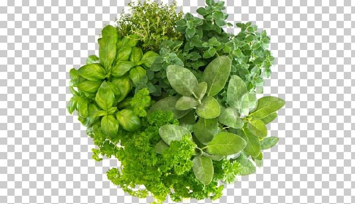 Herbal Tea Masala Chai Health Basil PNG, Clipart, Basil, Culinary Arts, Food, Grass, Health Free PNG Download