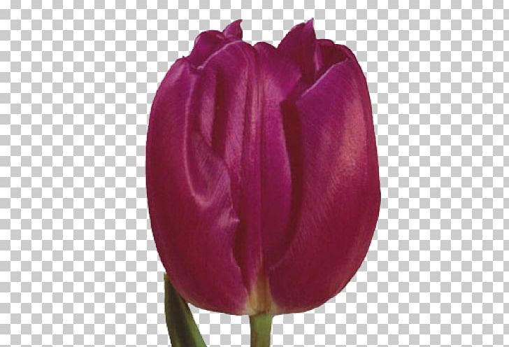 Tulip Mania Netherlands Cut Flowers PNG, Clipart, Centrepiece, Cultivar, Cut Flowers, Floristry, Flower Free PNG Download