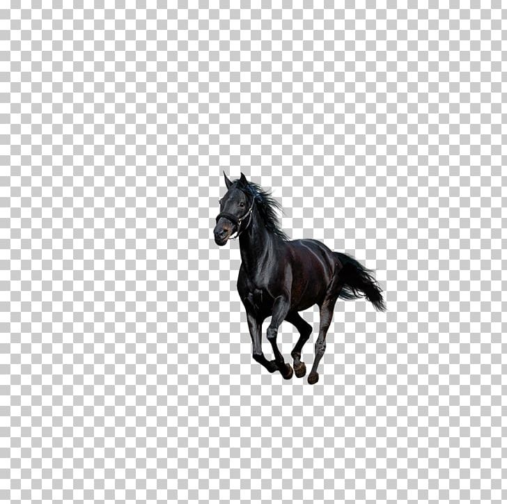 American Paint Horse Howrse Black PNG, Clipart, American Paint Horse, Animal, Animals, Animation, Athlete Running Free PNG Download