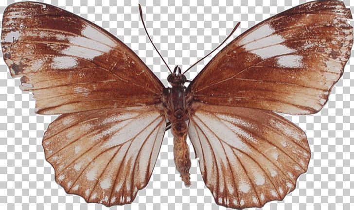 Brush-footed Butterflies Butterfly Pieridae Gossamer-winged Butterflies Moth PNG, Clipart, Arthropod, Brush Footed Butterfly, Butterfly, Digamma, Female Free PNG Download