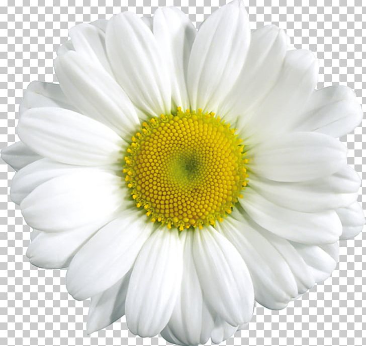 Common Daisy PNG, Clipart, Art, Blog, Blue, Chamaemelum Nobile, Chamomile Free PNG Download