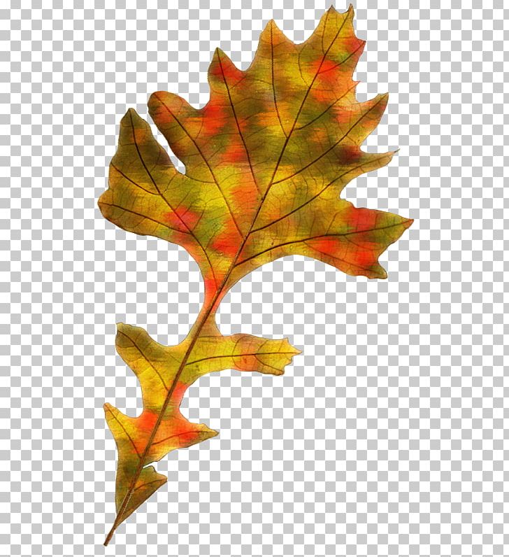 Maple Leaf Autumn Leaf Color PNG, Clipart, Autumn, Autumn Leaf Color, Download, Encapsulated Postscript, Leaf Free PNG Download