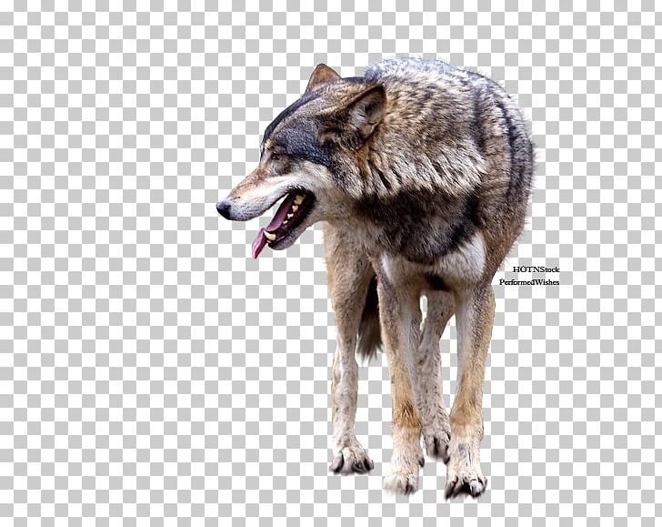 Gray Wolf Coyote PNG, Clipart, Animal, Animals, Carnivoran, Coyote, Deviantart Free PNG Download
